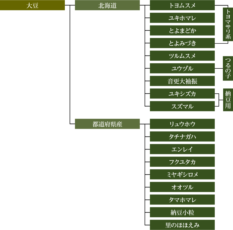 大豆の図